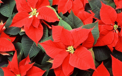 ¡Haz tu reserva online de la Flor de Pascua de la Fundación Novaterra!