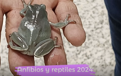 Primera sesión de anfibios y reptiles con el primer ciclo de primaria.