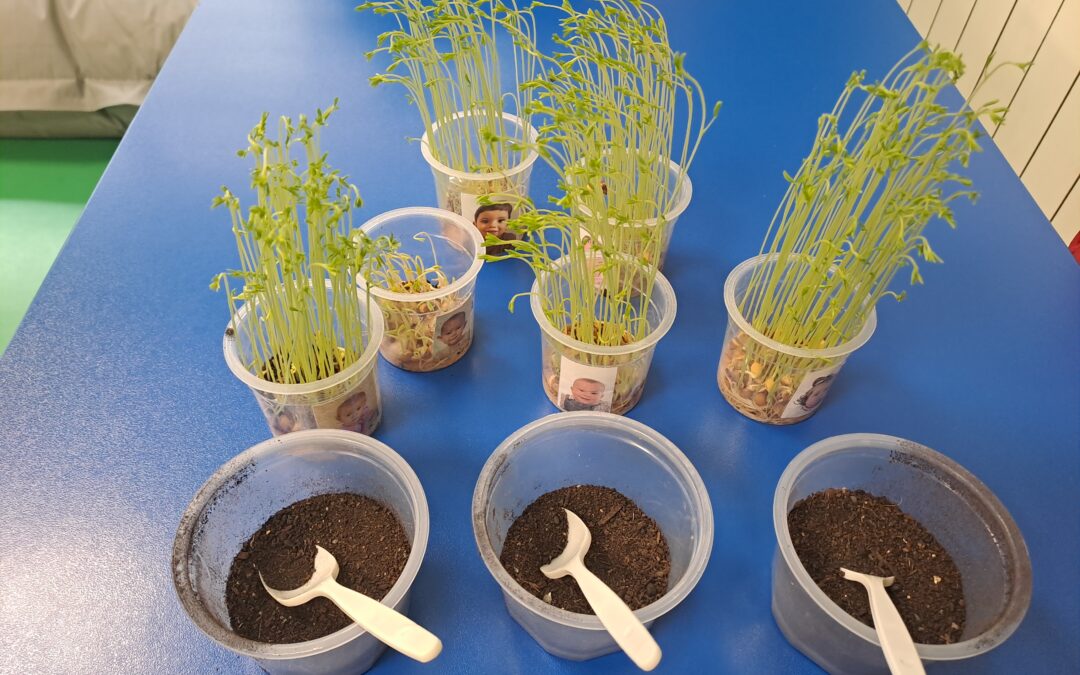 En el aula de 1 año de la escuela infantil Desamparados La Salle han experimentado haciendo unas pequeñas plantas con lentejas